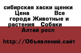 сибирская хаски щенки › Цена ­ 10 000 - Все города Животные и растения » Собаки   . Алтай респ.